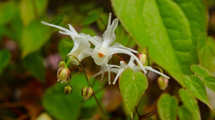 庭の花。。。