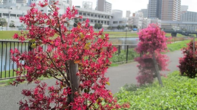 満開だ また来年の 夢を待つ
