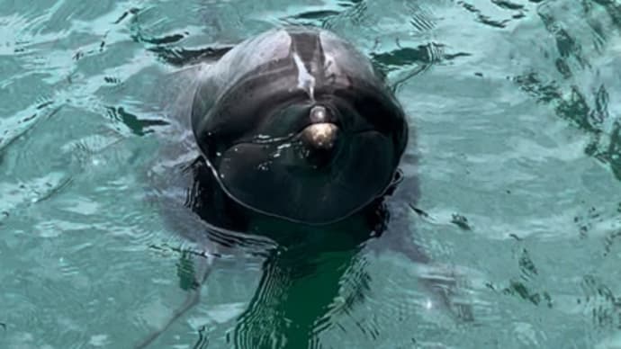 下田海中水族館2024
