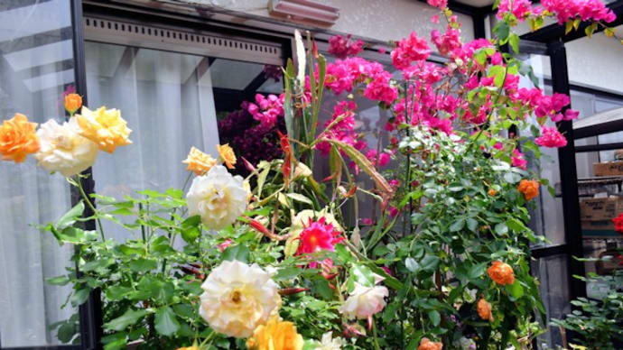 我が家の花日誌 クジャクサボテンの花開く
