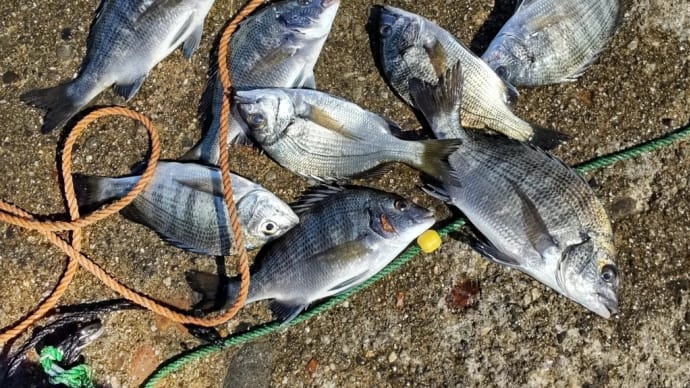 10/2は午後から男がニワトリ釣行、いつもの船溜りで8枚釣る(必死)&団子氏と出会う😄