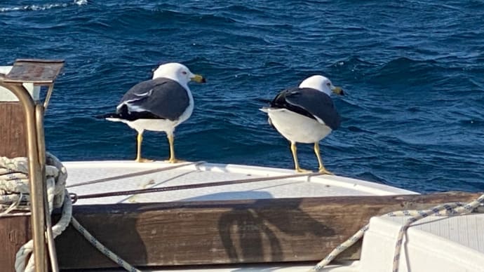 太刀魚漁とうみねこの休息