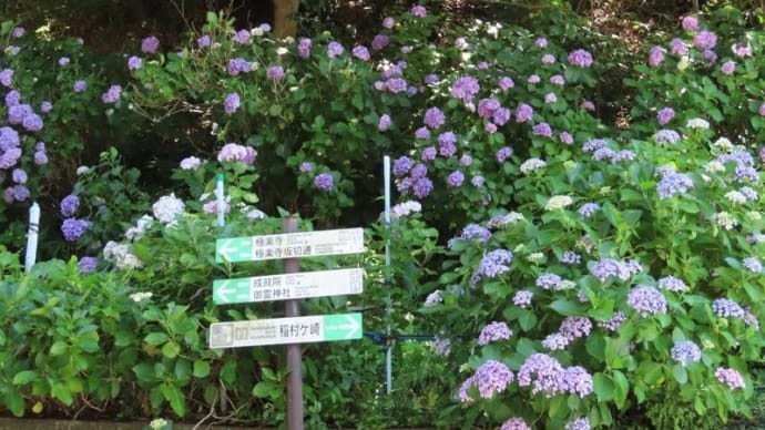 鎌倉 極楽寺駅から長谷駅周辺の紫陽花の見所