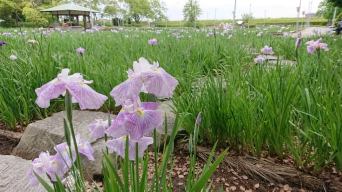 菖蒲まだよ