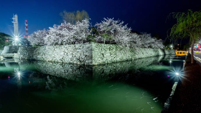 徳島中央公園の桜