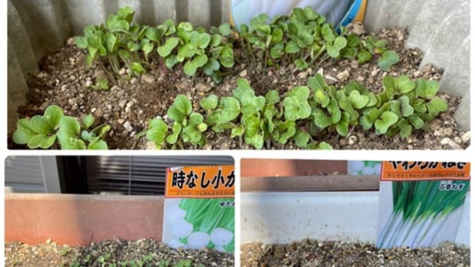 4/2 家庭菜園