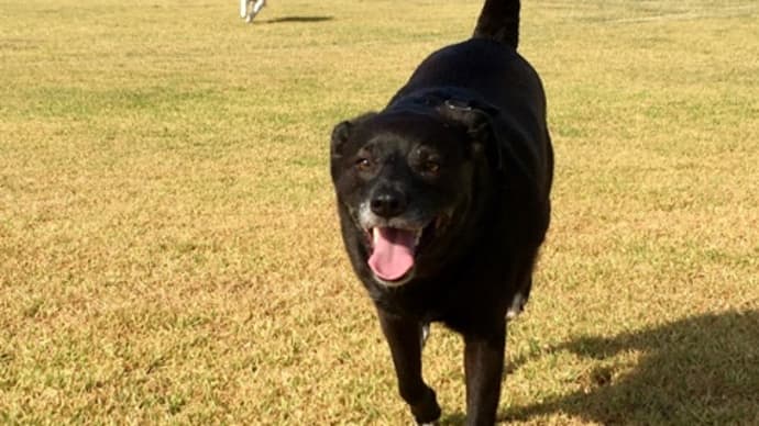 夏の気温と犬