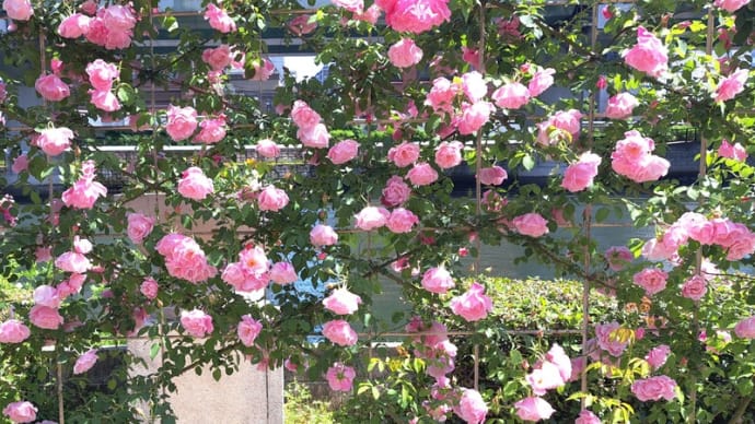 色彩豊かに咲き乱れている五月の薔薇　中之島バラ園