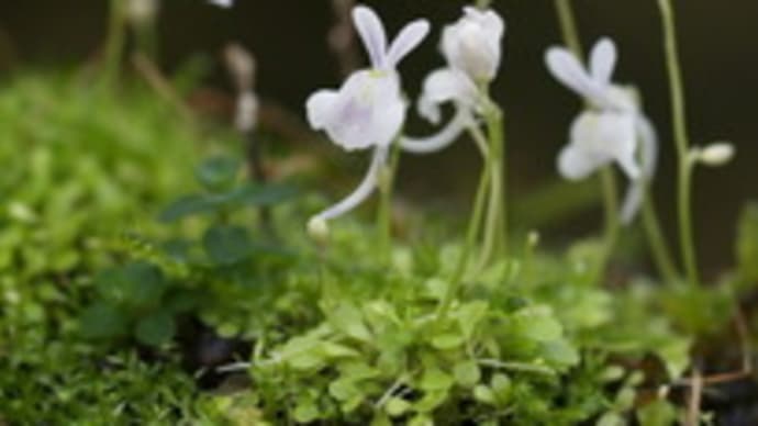 開花中の山野草