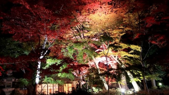 掬翠園紅葉のライトアップが見ごろです