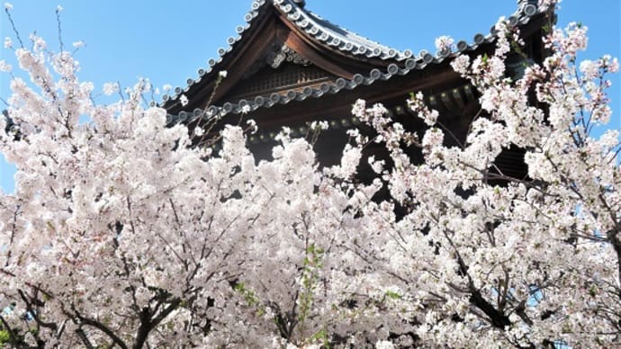 桜の咲くころ ~平野・大念佛寺