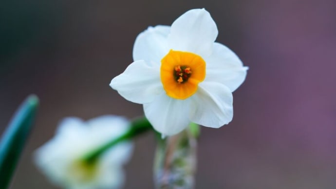春の花と冬の実(板橋区立赤塚植物園 2023.12.17撮影)