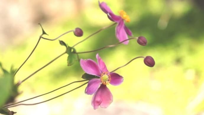 秋　庭の紫の花