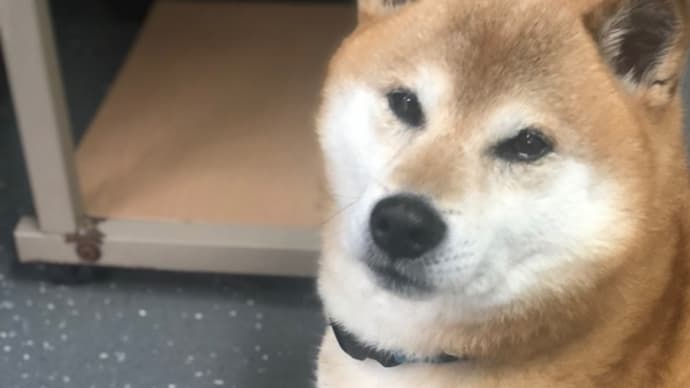 これはなに?