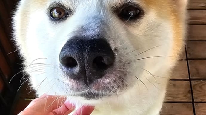 寝てしまった( ⊙_⊙)パチクリ。