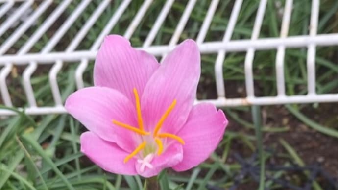 殺風景の中に可愛い花が咲きました