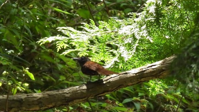 サンコウチョウ幼鳥、サンショウクイなど