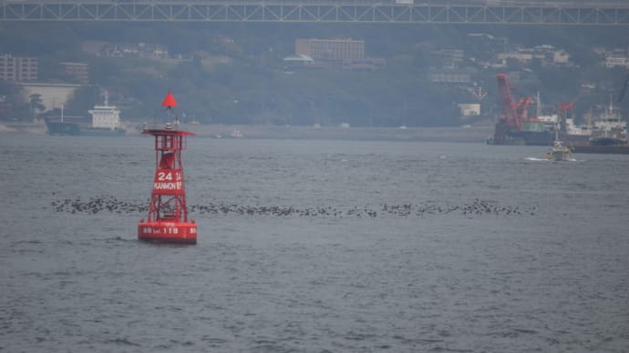 関門海峡の秋の風物詩 「ひよどりの渡り」