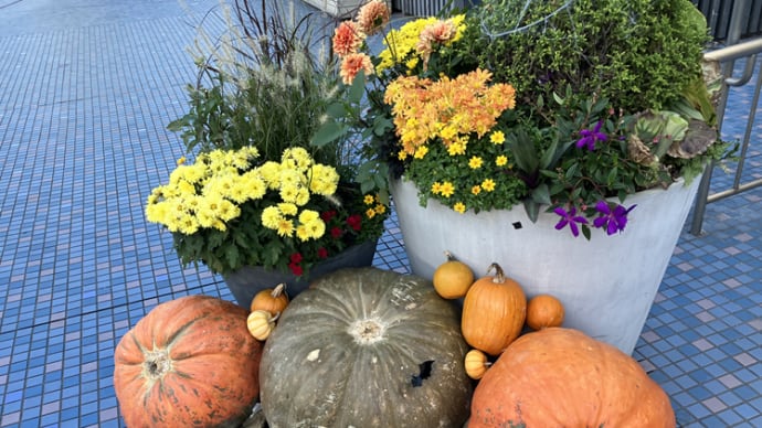 ハロウィン🎃　名残りの花