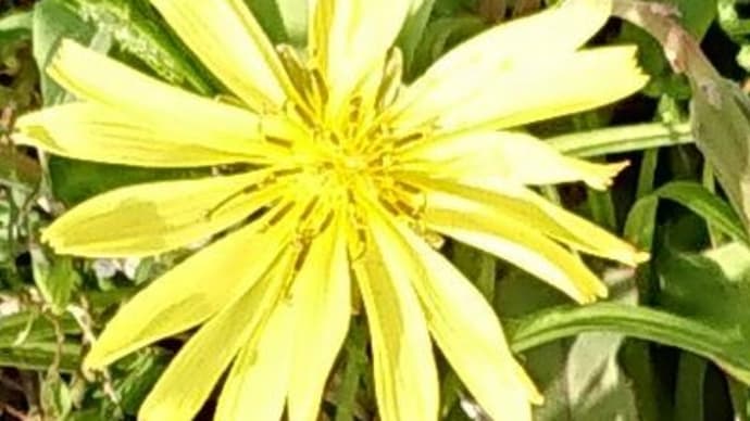 散歩の途中の草花達