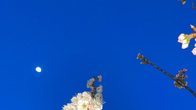 桜が開花