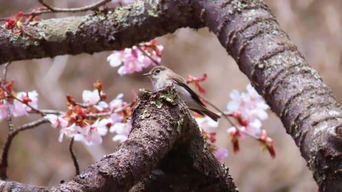 コサメビタキ ～大山桜に～