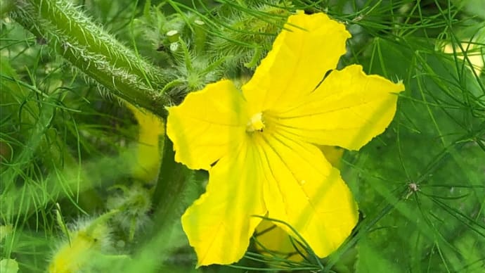 きゅうりの花