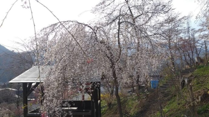 紅しだれ桜