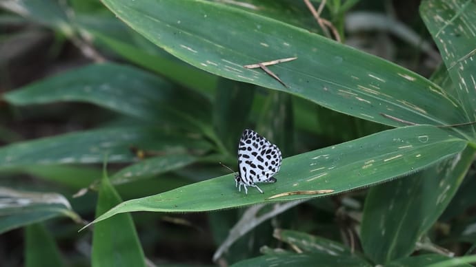 森林散策!《 森林浴、満喫なのだ 》