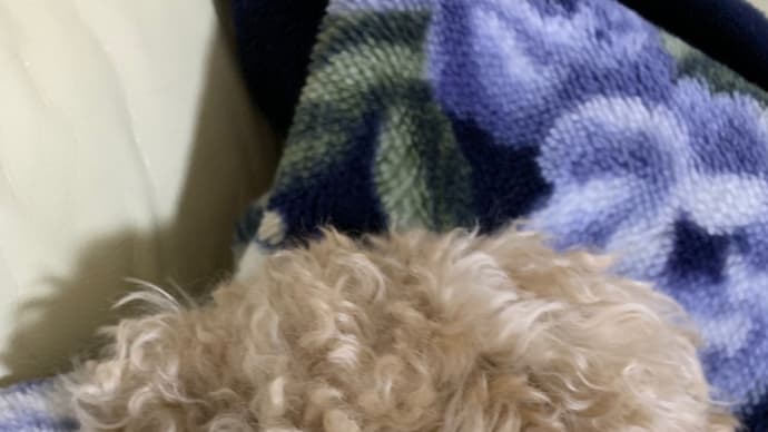 寝てばかり😴