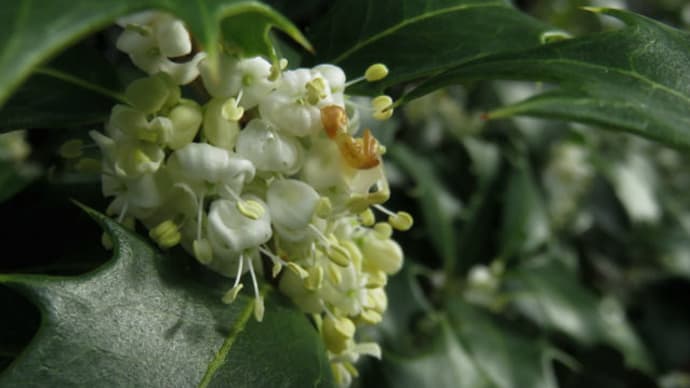 Holly olive