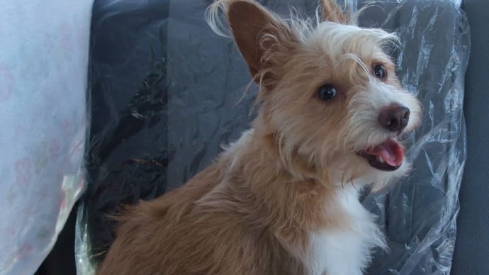 リモート犬すもも 島根旅行その4