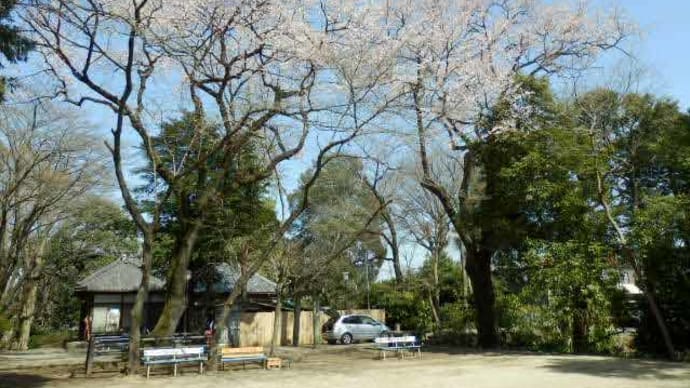 仙波東照宮の桜