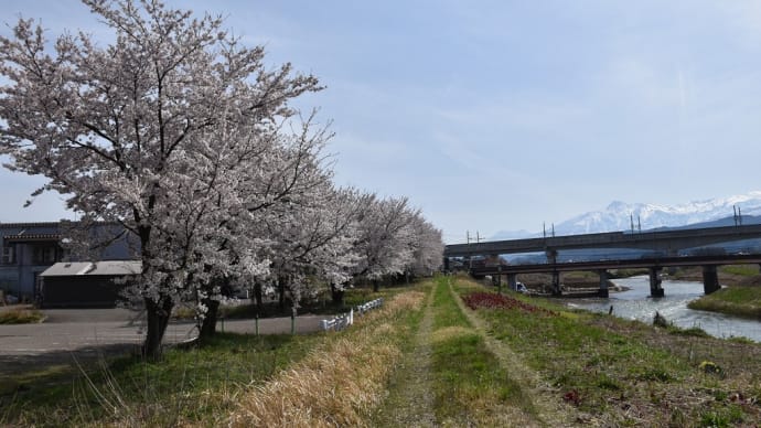 ソメイヨシノ狩り 新潟県上越市 上越妙高駅矢代川桜並木(1)矢代川沿い桜並木と妙高山