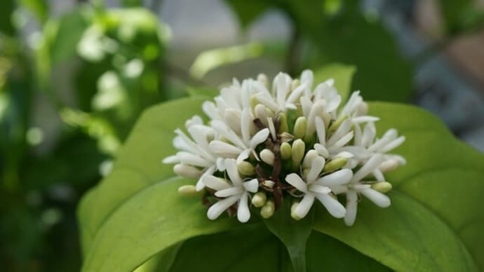 春の花:島玉心花