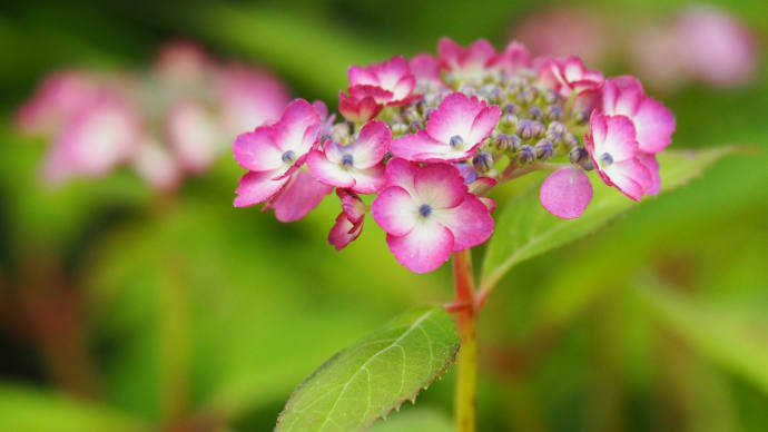 薔薇の季節は過ぎ去って・・・