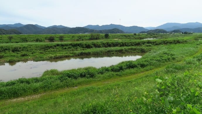 海わたり山越えてはるばる但馬へ<アサギマダラ>