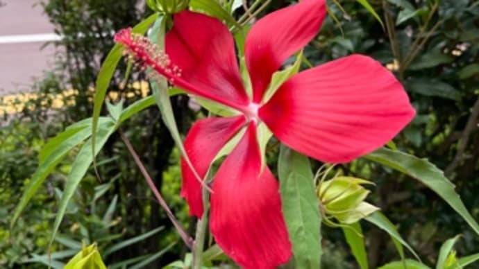 「C団地花の会」花壇に「モミジアオイ」が順光で真っ赤に咲いている❗️散歩道🚶♂️