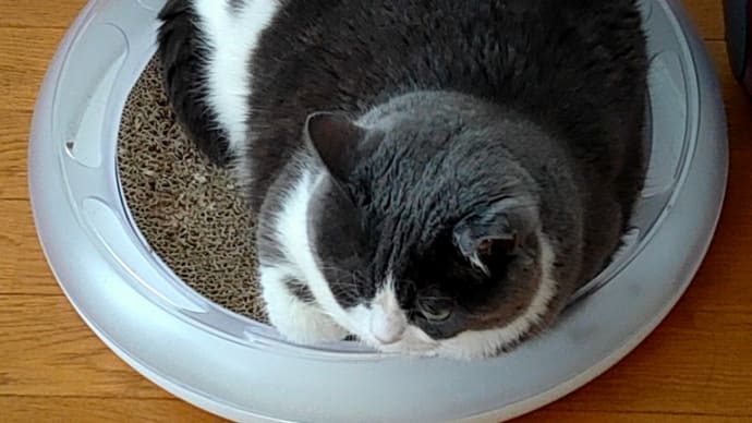 残らないと決めたらキッパリしたほうがいい。