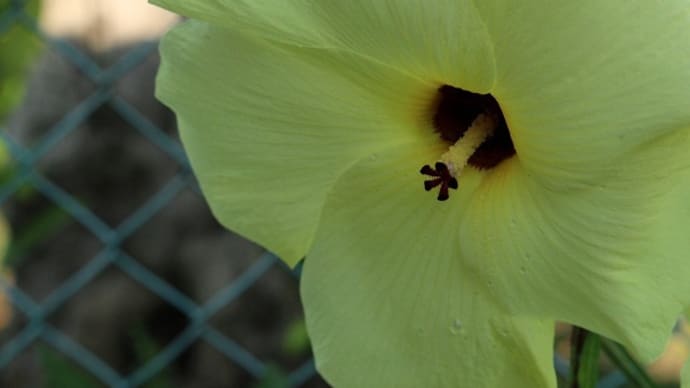 ハナオクラの花