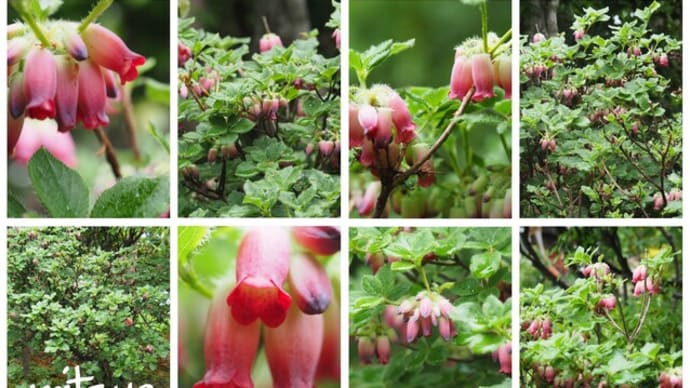 「裏白瓔珞の花が咲きました」　MY　GARDEN　2023.06.03日撮影