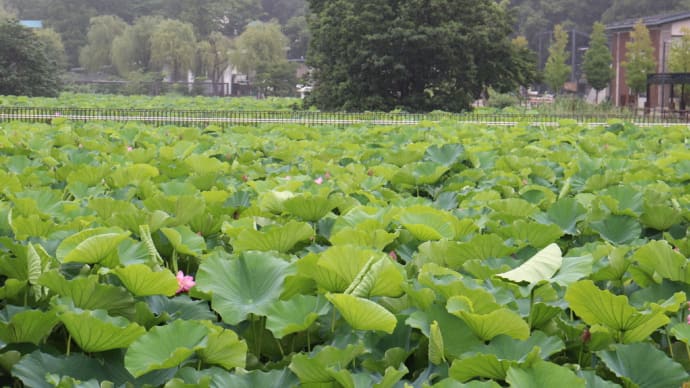 漫遊花旅その四　不忍池・蓮