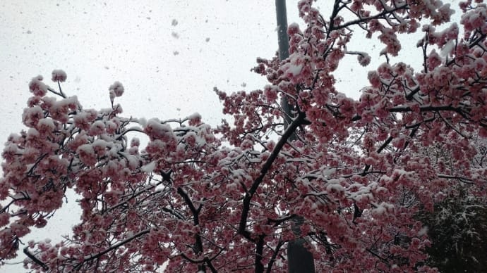 ☆雪…☆