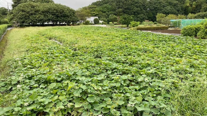 無肥料自然栽培お芋