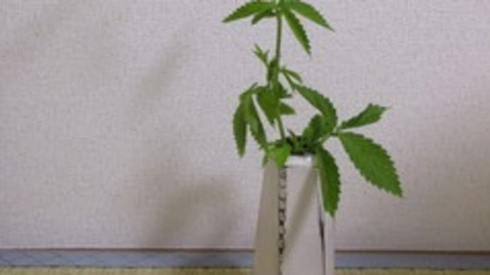 生け花入門?