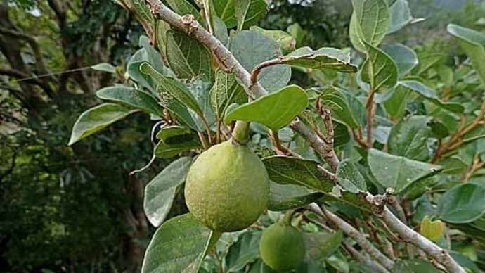 食べられる木の実:オオイタビ
