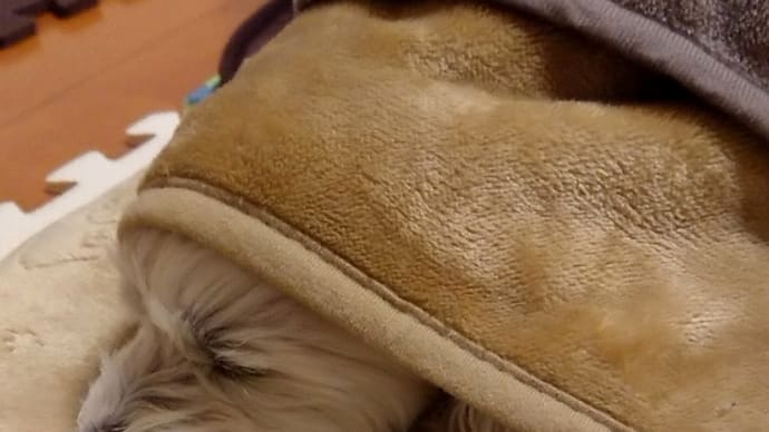 にっちゃんのお口の毛を洗う。の事。