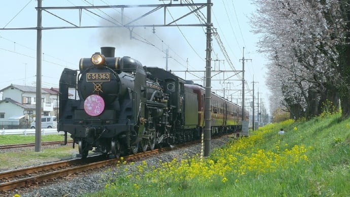 秩父鉄道SLパレオエクスプレス号･･･菜の花の咲く桜堤の横を走る