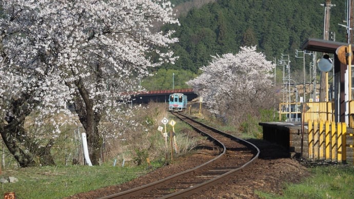 桜と樽見鉄道 2022 前編