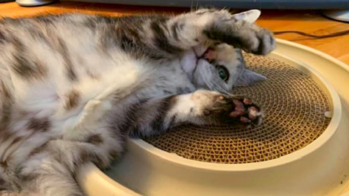 フリちゃんに金メダル